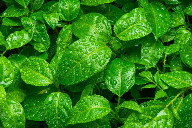 istock Beautiful green leaf with drops of water 909854150