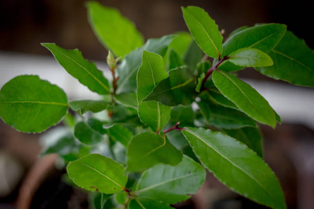 árbol del laurel - laurus nobilis como una planta de la casa. - nobilis fotografías e imágenes de stock