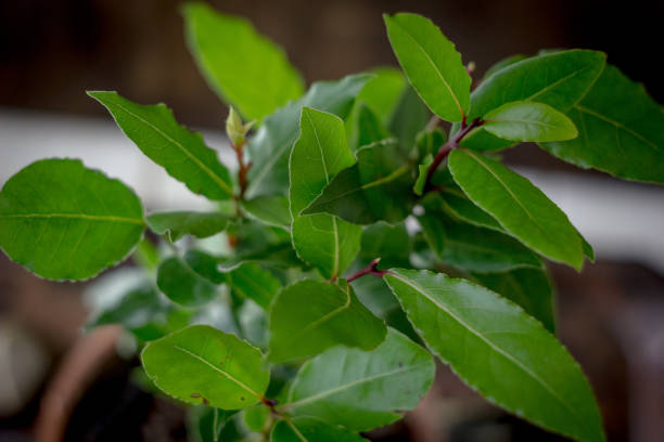 arbre de laurel - laurus nobilis comme une plante d’intérieur. - nobilis photos et images de collection