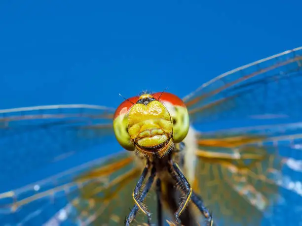 Funny Smiling Dragonfly Insect