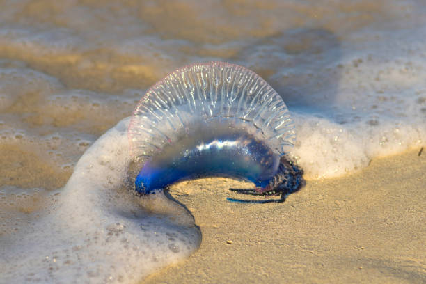 istock sea jellyfish on the shore 909854528
