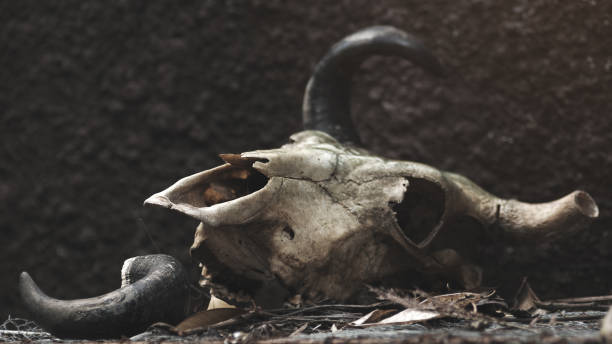 skull of a bull on a black wall background. selective focus stock photo