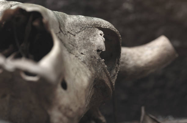 istock skull of a bull on a black wall background. selective focus 909854990