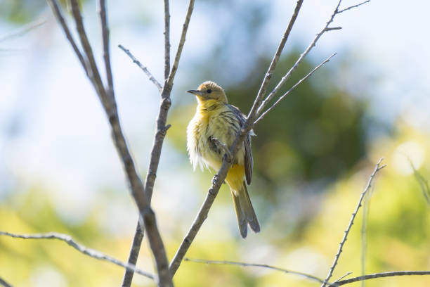 istock Female Hooded Oriole Bird Perched on Tree Branch 909855082