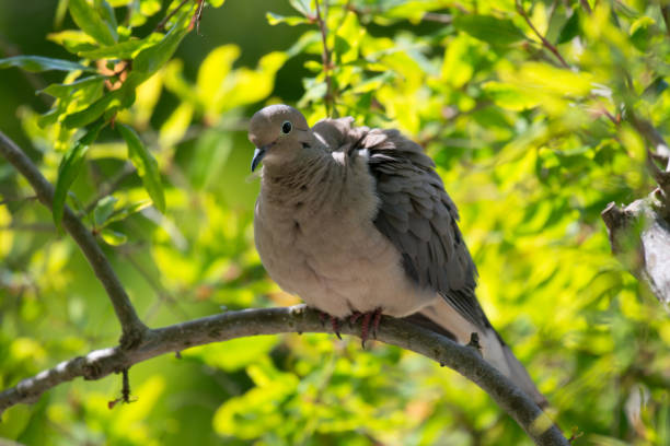istock Mourning Dove Bird Perched on Tree Branch Against Green Background 909855290