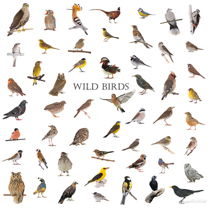 Collage Of The Wild Birds Stock Photo - Download Image Now - Cut Out,  Robin, Bird - iStock