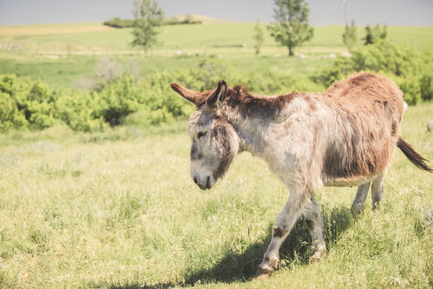 istock Donkey walking in a grassy pasture on a Montana ranch 909857844