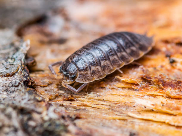 Woodlouse Multiped Isopod Insect Macro Close-up