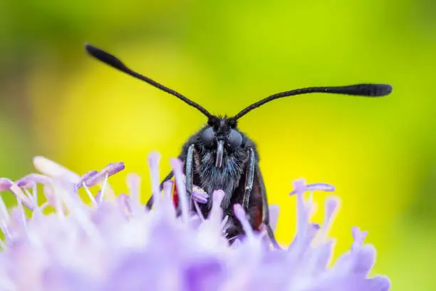 Blue Moth Insect Pollinating Flower on Green Background