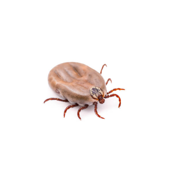istock Lyme Disease or Encephalitis Virus Infected Tick Isolated on White 909857952