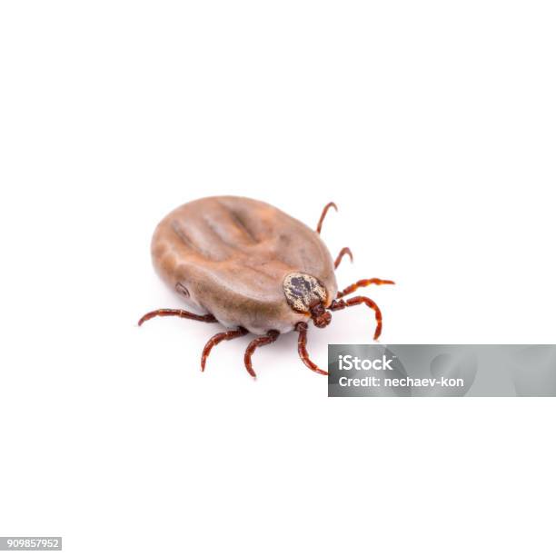 Lyme Disease Or Encephalitis Virus Infected Tick Isolated On White Stock Photo - Download Image Now