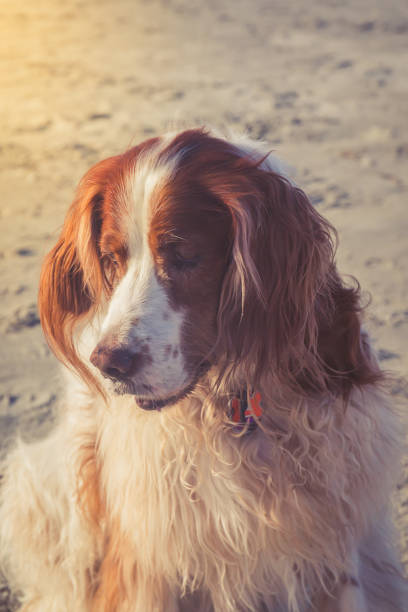 English setter on the beach. Outdoor time and doggy friend concept English setter on the beach. Outdoor time and doggy friend concept. Vertical, warm toning irish red and white setter stock pictures, royalty-free photos & images