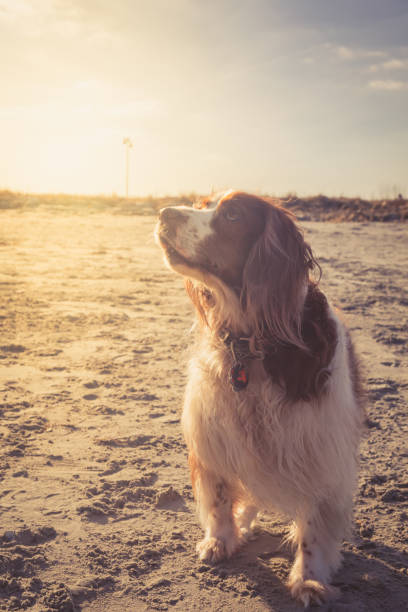 English setter on the beach. Outdoor time and doggy friend concept English setter on the beach. Outdoor time and doggy friend concept. Vertical, warm toning irish red and white setter stock pictures, royalty-free photos & images