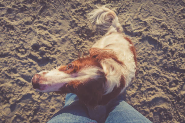 English setter on the beach. Outdoor time and doggy friend concept English setter on the beach sitting near someone's legs. Outdoor time and doggy friend concept. Horizontal, warm toning, top view irish red and white setter stock pictures, royalty-free photos & images