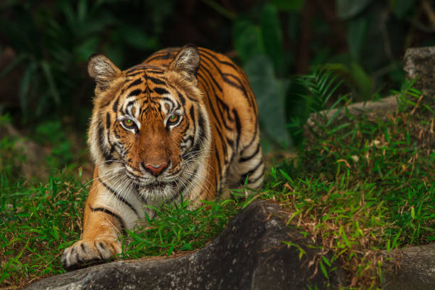 istock Indochinese tiger gazing at camera 909858930