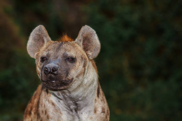 istock Close-up of Spotted Hyena 909858938