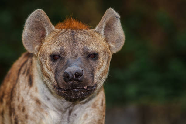 istock Close-up of Spotted Hyena 909858946
