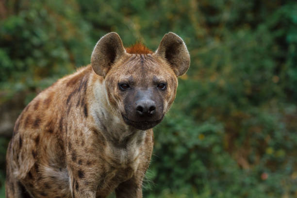 istock Close-up of Spotted Hyena 909858950