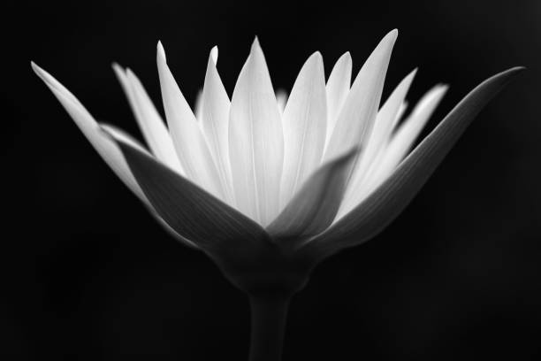 istock Lotus Flower isolated on black background 909860850
