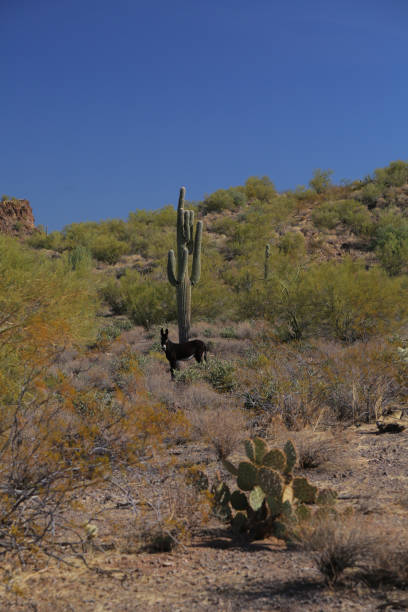 burro and cactus a wild burro and a saguaro cactus donkey animal themes desert landscape stock pictures, royalty-free photos & images