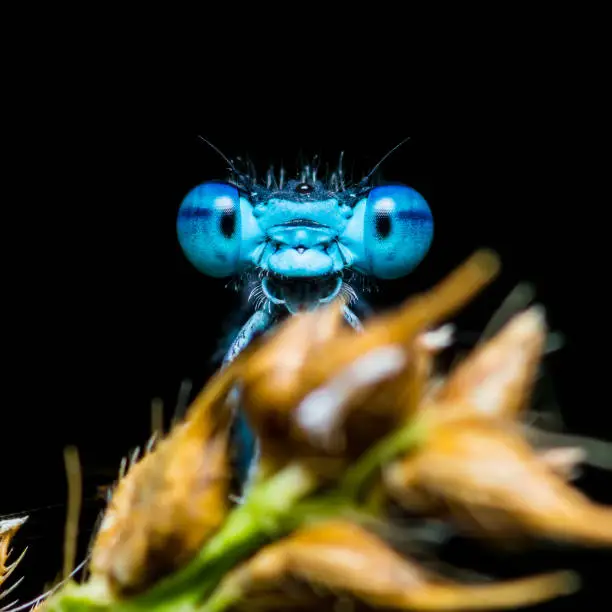 Photo of Funny Smiling Blue Dragonfly Insect on Dark Background