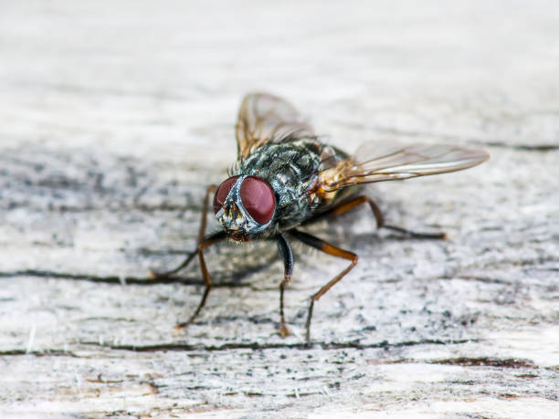 istock Ugly Meat Fly Insect On Wooden Wall 909861774