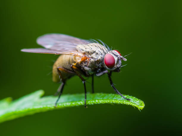 istock Drosophila Fruit Fly Diptera Insect on Green Grass 909865226
