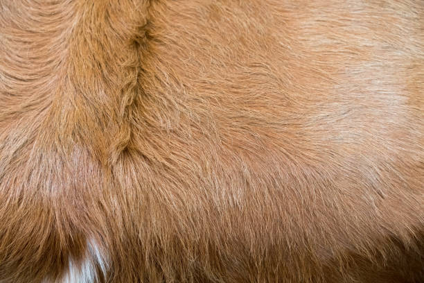istock Natural fur texture. Close up 909866868