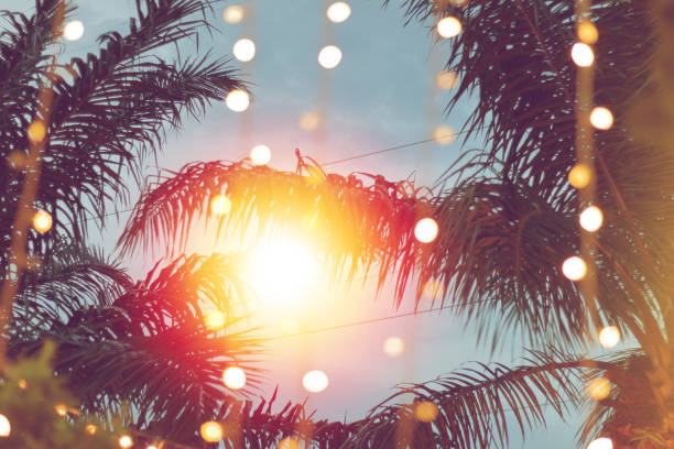 istock blurred light bokeh with coconut palm tree background on sunset 909870952
