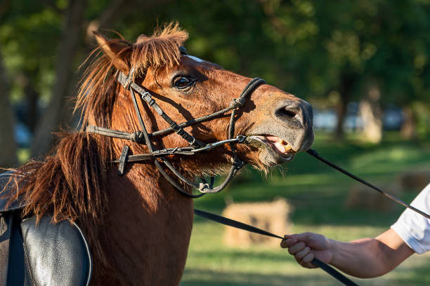 istock Close up chestnut horse. 909871550