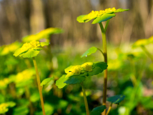 Yellow flowers A spearmary tree flowering in the spring forest on wet ground