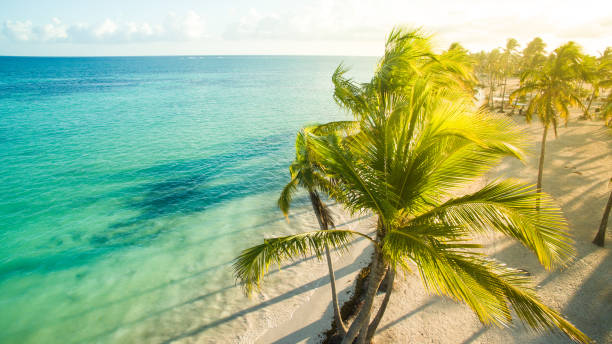 resort sulla spiaggia tropicale - coastline branch day summer foto e immagini stock