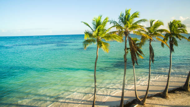 palme su spiaggia sabbiosa - coastline branch day summer foto e immagini stock