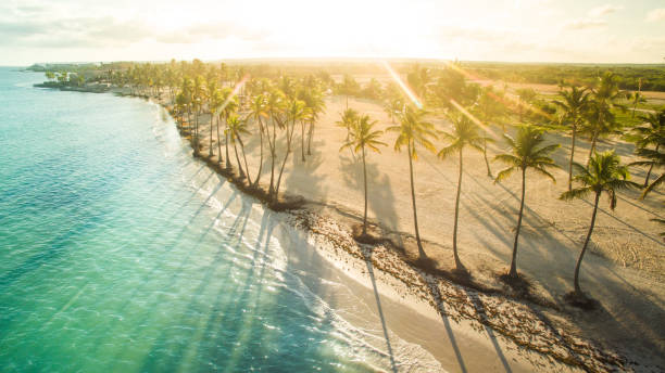Bathed in sunlight Aerial view of tro beach in the sunny afternoon. Juanillo beach, Dominican Republic. coconut palm tree photos stock pictures, royalty-free photos & images