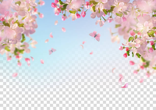 ilustraciones, imágenes clip art, dibujos animados e iconos de stock de primavera flor de cerezo - blossom