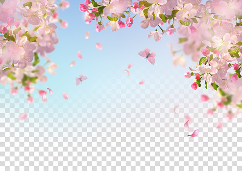 Vector background with spring cherry blossom. Sakura branch in springtime with falling petals and partially transparent background