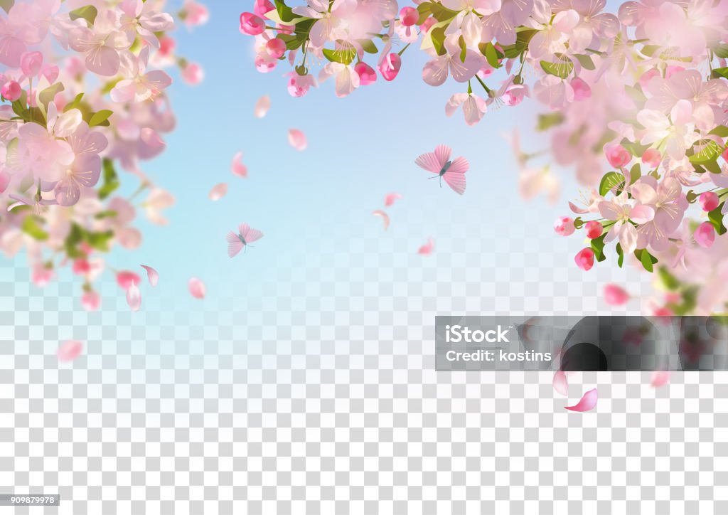 Spring Cherry Blossom Vector background with spring cherry blossom. Sakura branch in springtime with falling petals and partially transparent background Flower stock vector