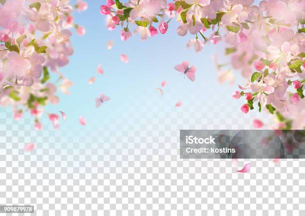 Spring Cherry Blossom Stock Illustration - Download Image Now - Flower, Backgrounds, Cherry Blossom