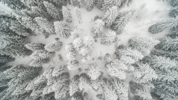 arbres à feuilles persistantes, recouverts de neige - aerial view landscape scenics snow photos et images de collection