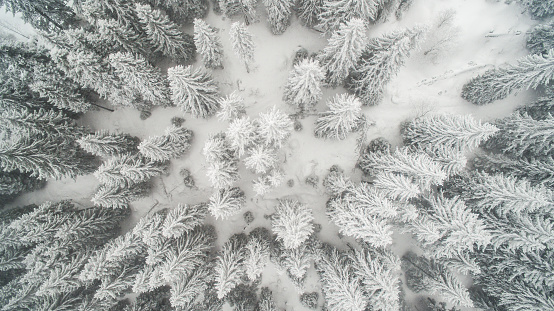 Directly above view of evergreen trees covered with snow on a mountain in Serbia (Kopaonik).