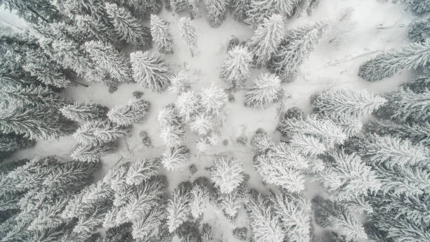 вечнозеленые деревья, покрытые снегом - aerial view landscape scenics snow стоковые фото и изображения