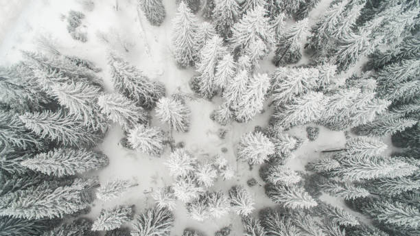 istock Winter forest from drone point of view 909882404