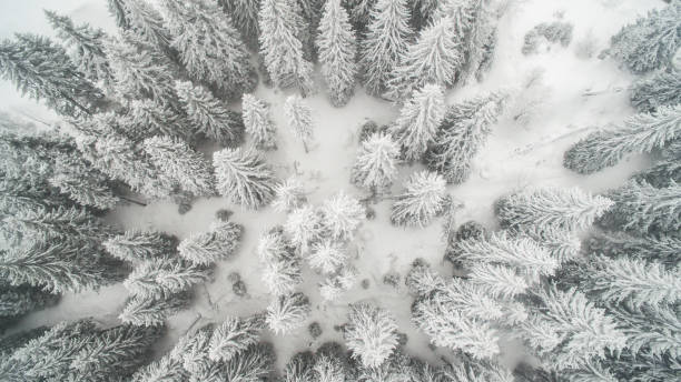 istock Winter forest from drone point of view 909882408