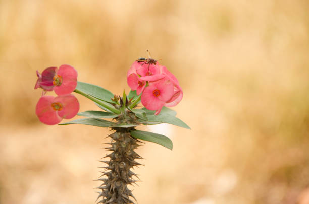 Euphorbia milli's pink with green leaves growing in pots and water from rain on the leaves.