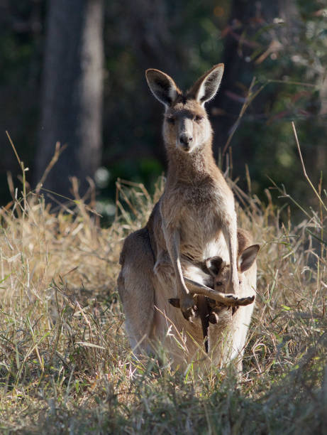 istock Female Wallaby with Joey in pouch 909885966