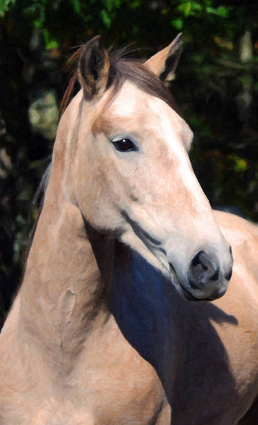 istock Flaira, the Wild Mustang 909886086