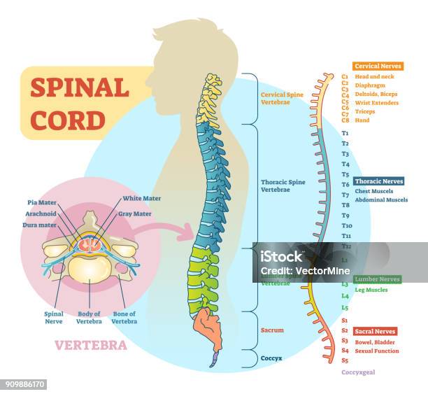 脊髄の模式図 - 背骨のベクターアート素材や画像を多数ご用意 - 背骨, 人体構造, 神経系統