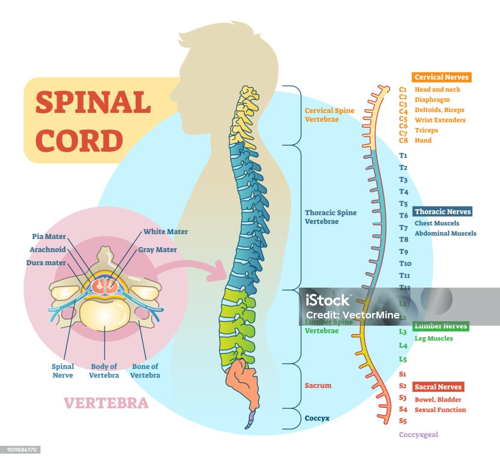 Spinal cord schematic diagram Spinal cord schematic diagram with all sections - cervical spine, thoracic spine, lumber spine, sacrum, coccyx. And diagram of vertebra. Spine - Body Part stock vector