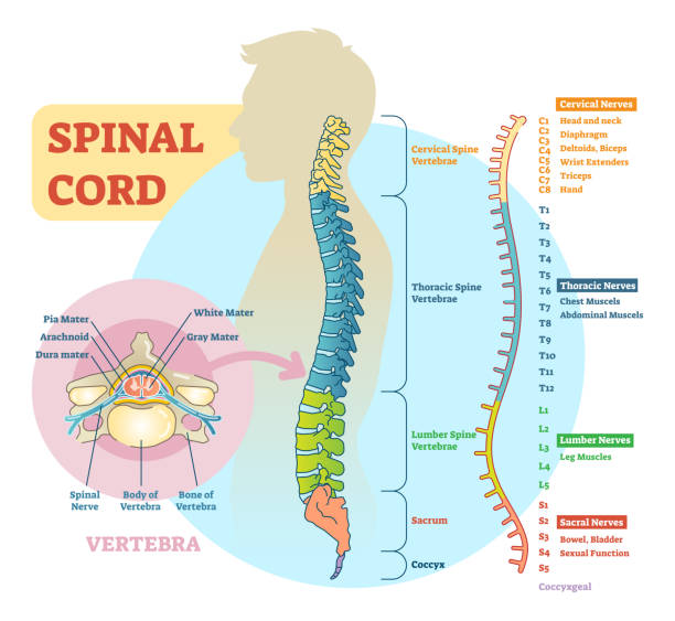 Spinal cord schematic diagram Spinal cord schematic diagram with all sections - cervical spine, thoracic spine, lumber spine, sacrum, coccyx. And diagram of vertebra. biomedical illustration stock illustrations