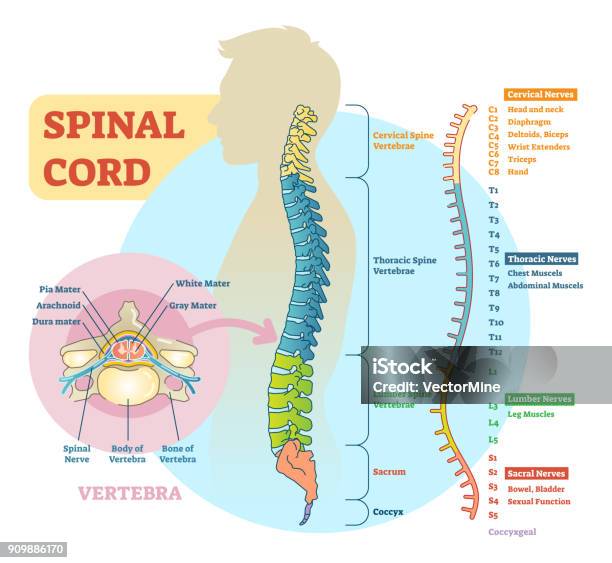 Spinal Cord Schematic Diagram Stock Illustration - Download Image Now - Spine - Body Part, Anatomy, Human Nervous System